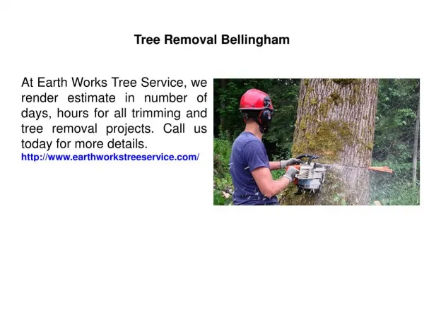 Tree Removal Bellingham