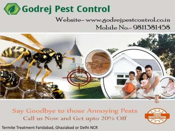 Looking for Termite Treatment Faridabad, Ghaziabad or Delhi NCR