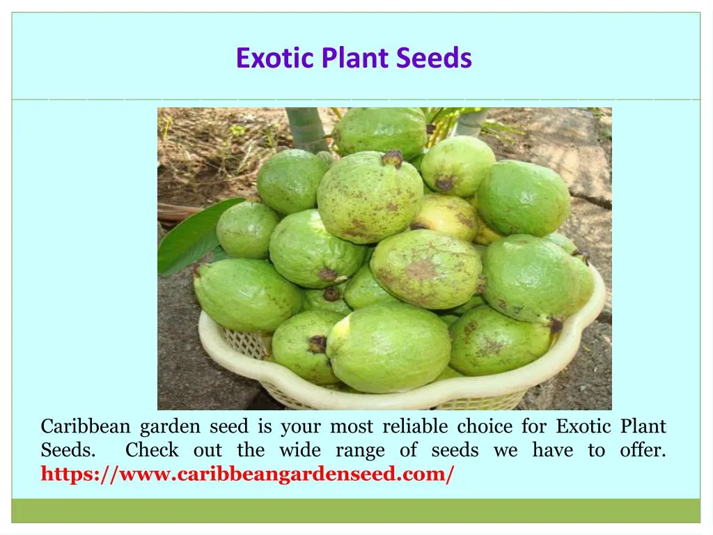 exotic plant seeds