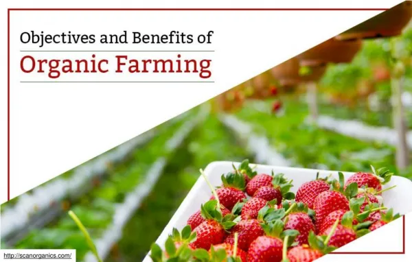 Which Synthetic Substances Are Not Used In Organic Farming Processes?