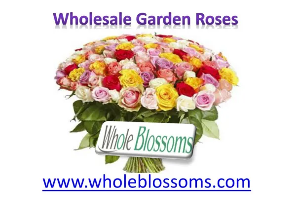 Wholesale Garden Roses - www.wholeblossoms.com