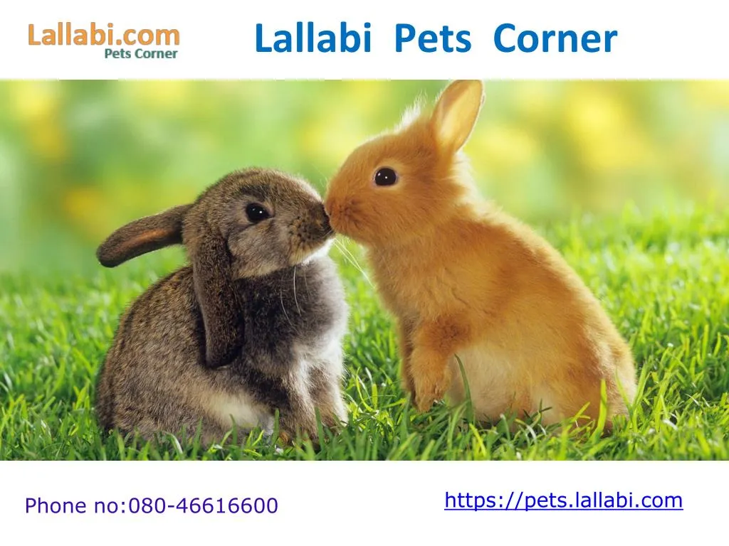 lallabi pets corner