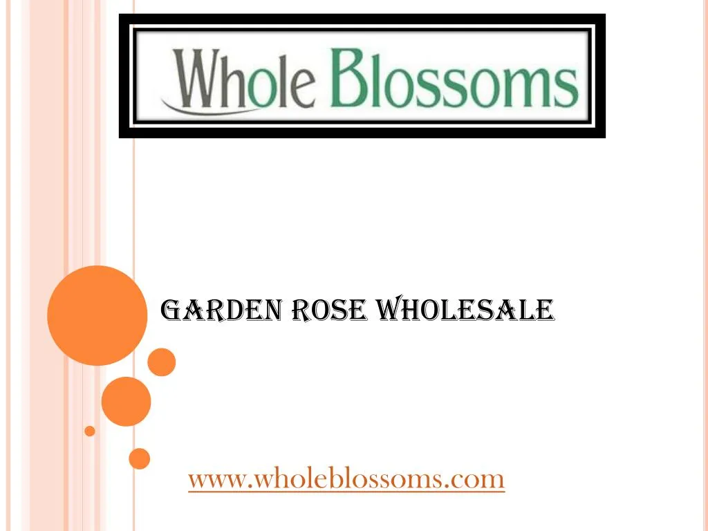 garden rose wholesale
