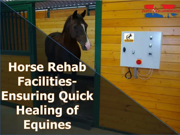 Horse Rehab Facilities- Ensuring Quick Healing of Equines