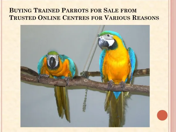 Trained Parrots for Sale
