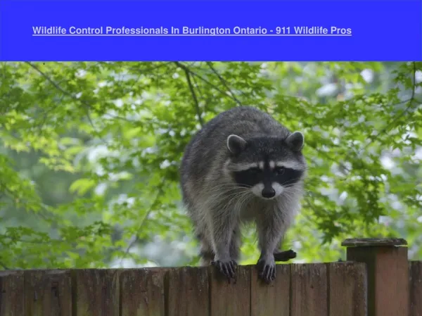 Wildlife Control Professionals In Burlington Ontario - 911 Wildlife Pros
