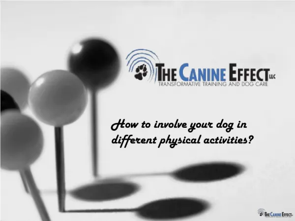 How to involve your dog in different physical