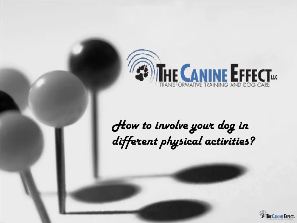 how to involve your dog in different physical activities