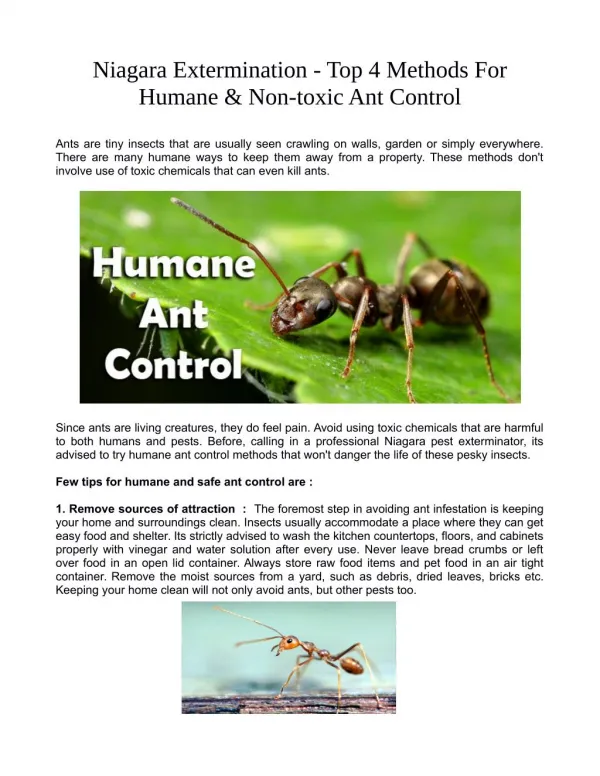 Niagara Extermination - Top 4 Methods For Humane & Non-toxic Ant Control