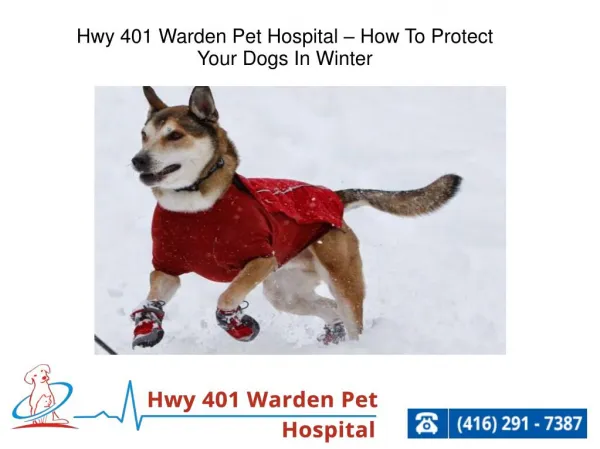 Hwy 401 Warden Pet Hospital – How To Protect Your Dogs In Winter