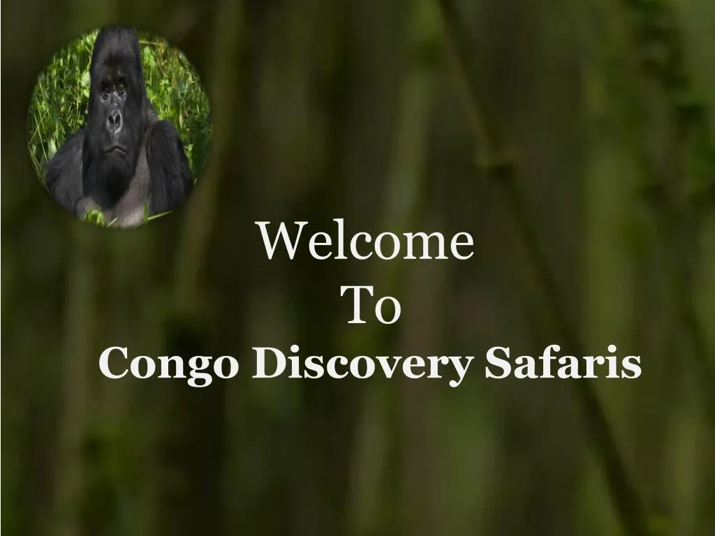 welcome to congo discovery safaris