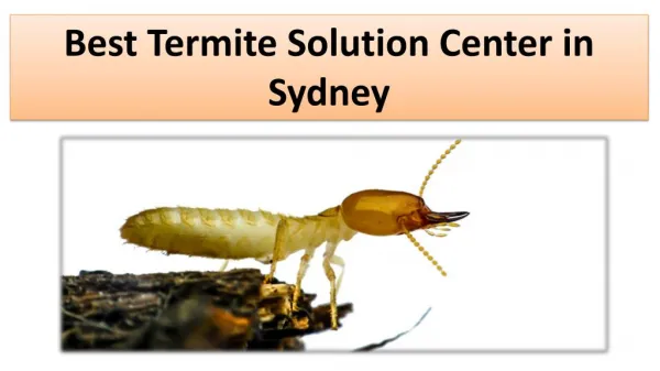 Best Termite Solution Center in Sydney