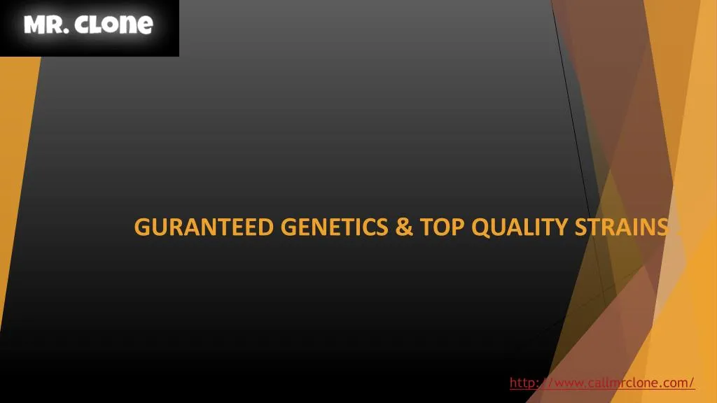 guranteed genetics top quality strains