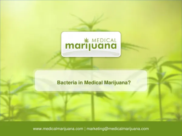 Bacteria in Medical Marijuana?
