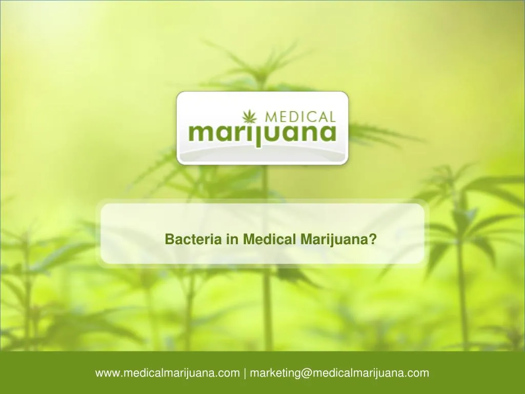 bacteria in medical marijuana