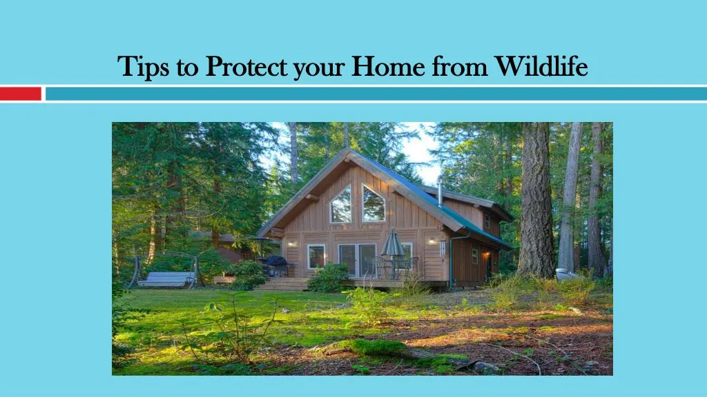 tips to protect your home from wildlife