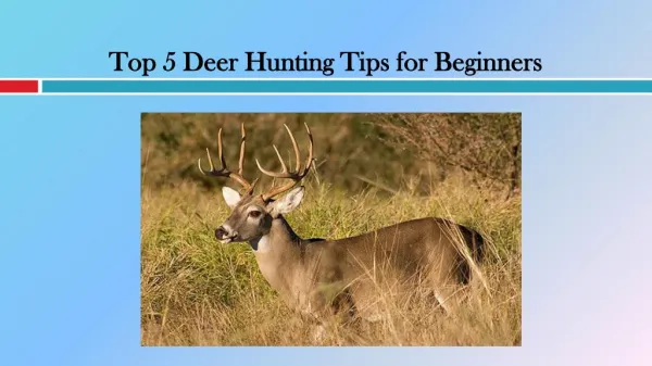 Top 5 Deer Hunting Tips for Beginners