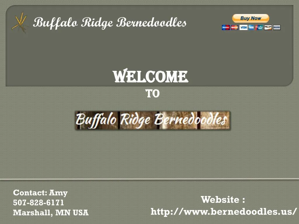 buffalo ridge bernedoodles