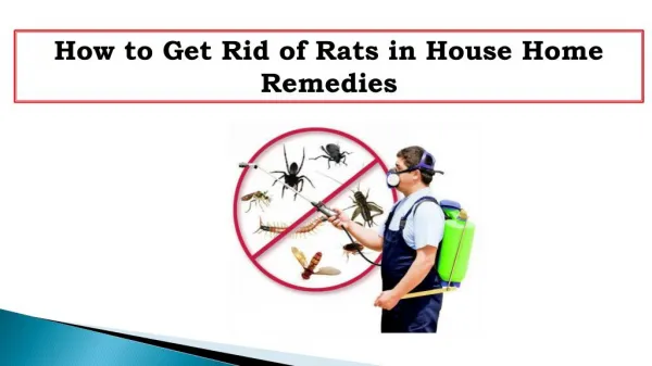 How to Get Rid of Rats in House Home Remedies