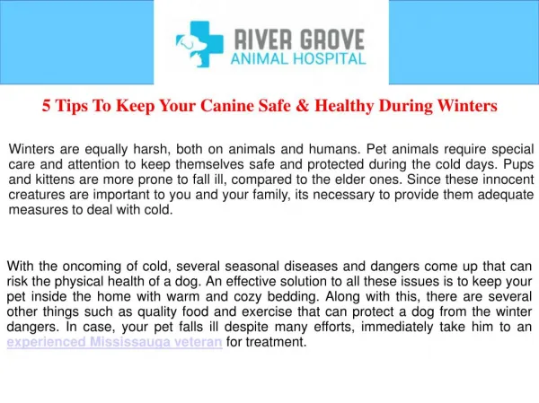 5 Tips To Keep Your Canine Safe and Healthy During Winters