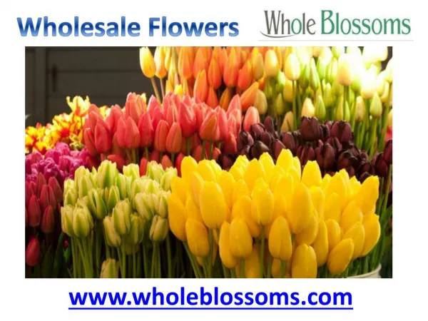 Wholesale Flowers - Whole Blossoms