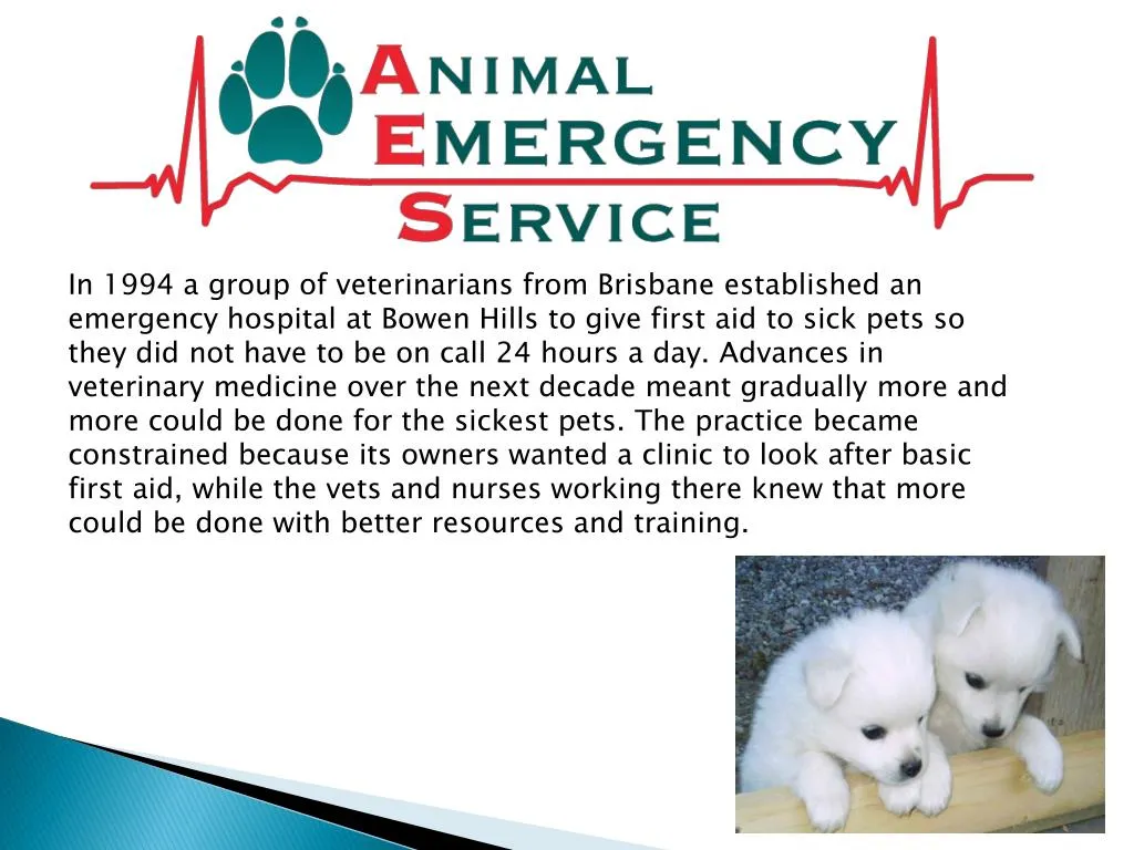 in 1994 a group of veterinarians from brisbane