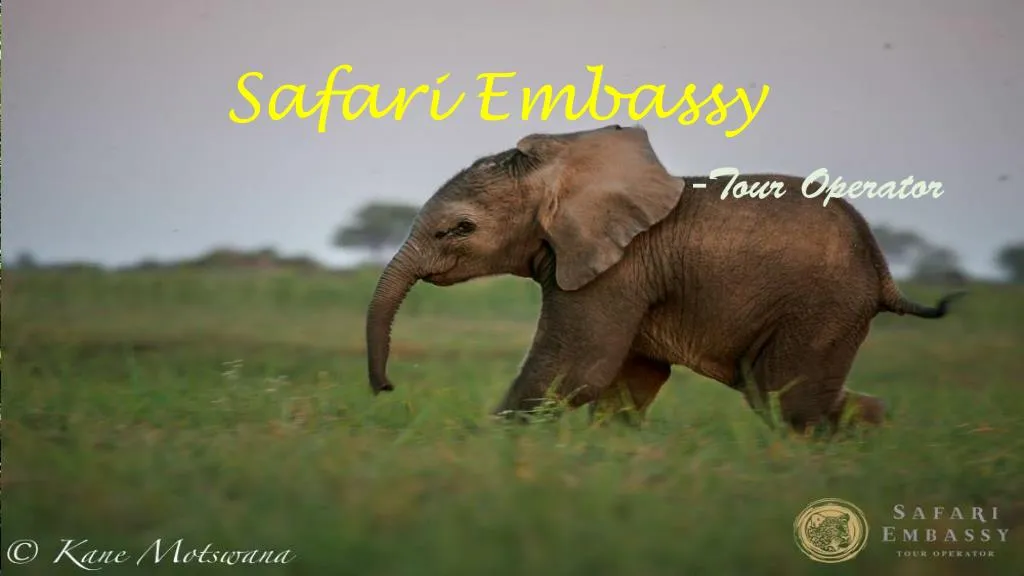 safari embassy