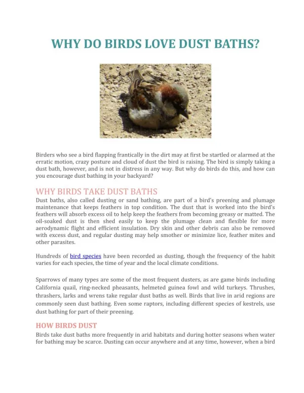 WHY DO BIRDS LOVE DUST BATHS?