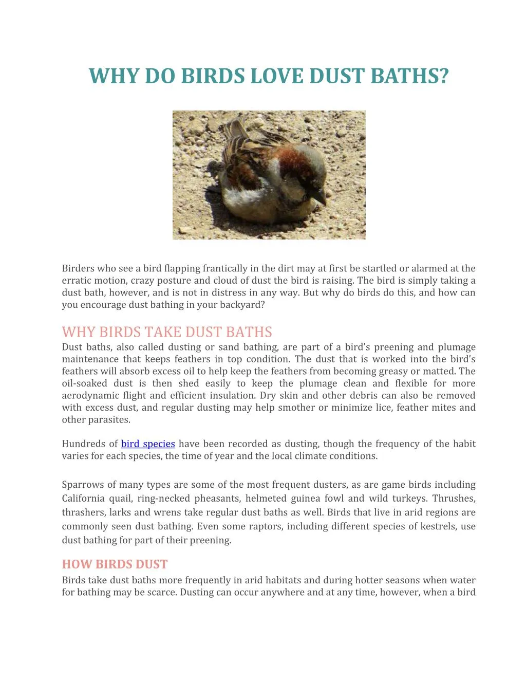 why do birds love dust baths