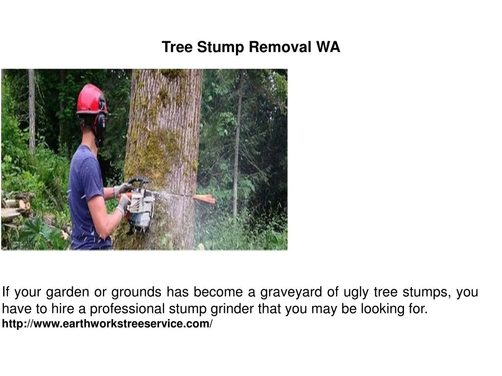 tree stump removal wa