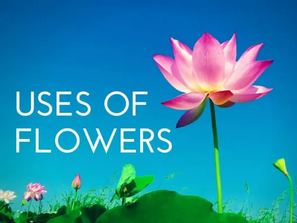 Uses of Flowers