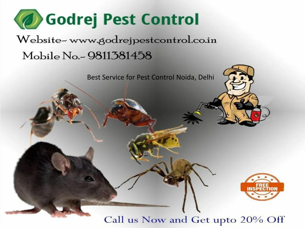 best service for pest control noida delhi