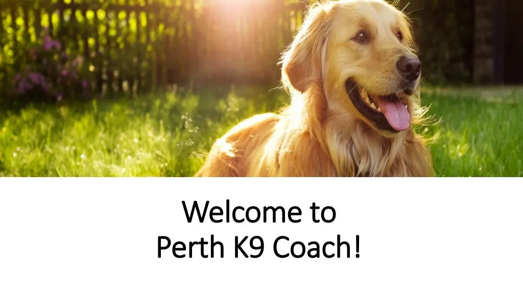 welcome to perth k9 coach
