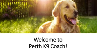 Perth K9 Coach - Experts in Dog Training