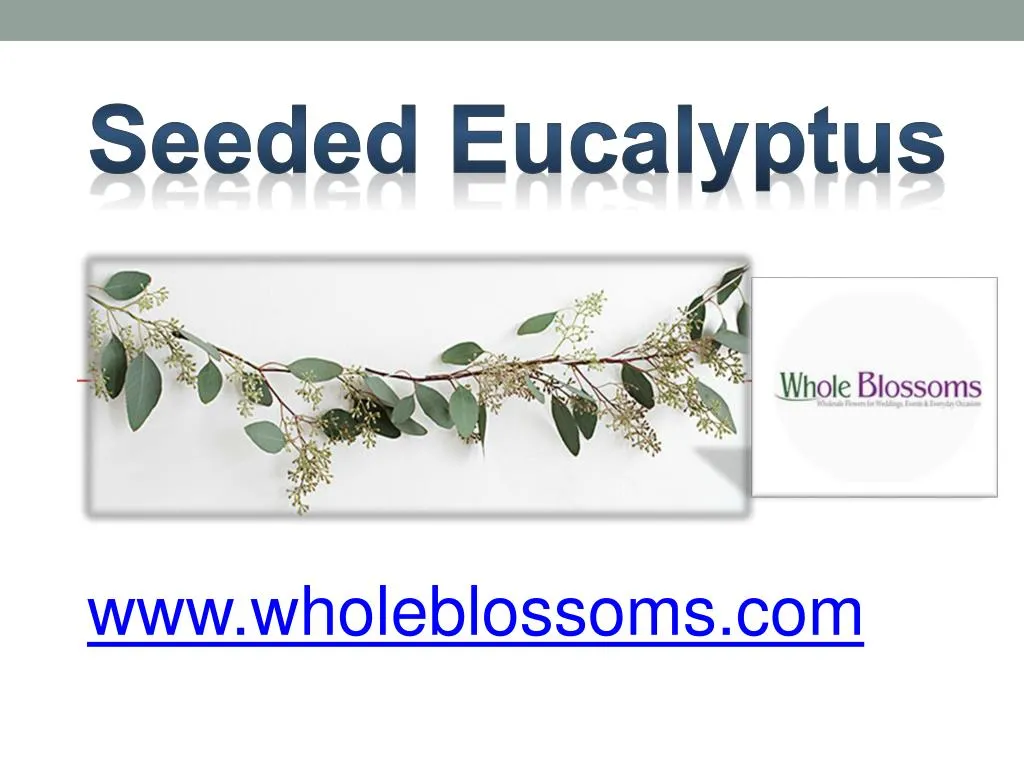 seeded eucalyptus