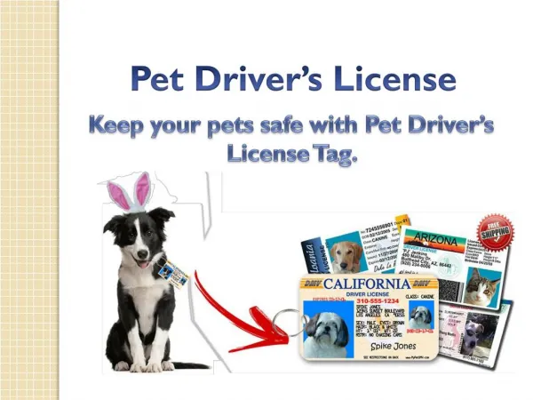 Get Pet Drivers License ID for your dog
