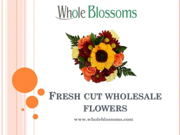 Fresh Cut Wholesale Flowers - www.wholeblossoms.com