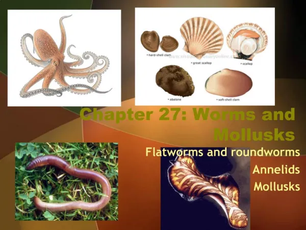 Chapter 27: Worms and Mollusks