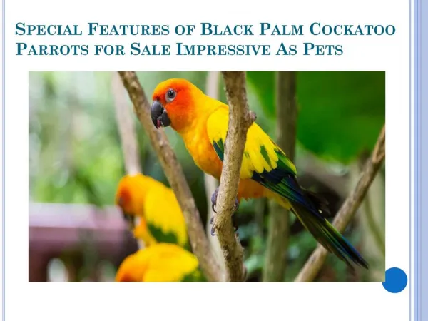 Black Palm Cockatoo Parrots for Sale