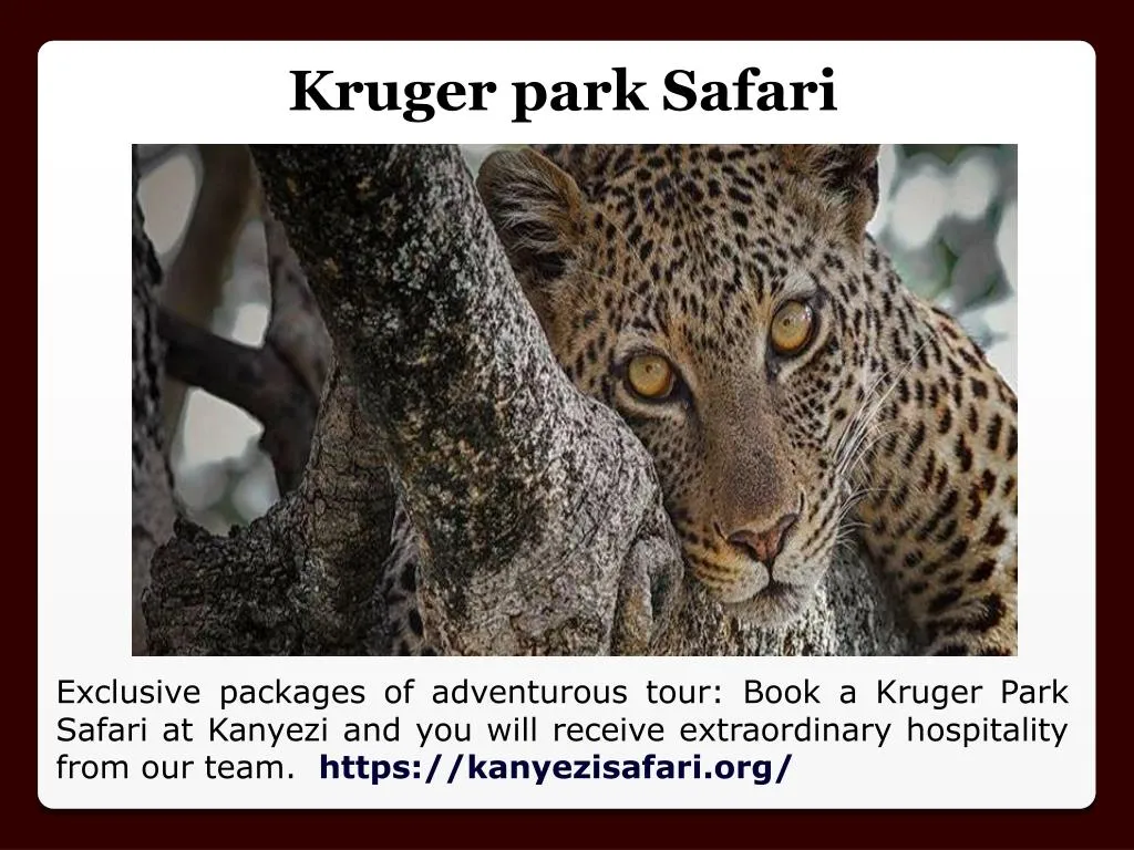 kruger park safari