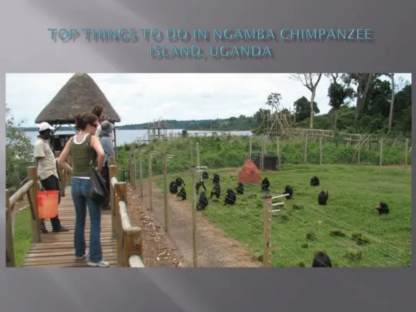 Top Things To Do In Ngamba Chimpanzee Island, Uganda