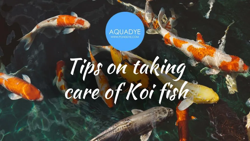 tips on taking care of koi fish