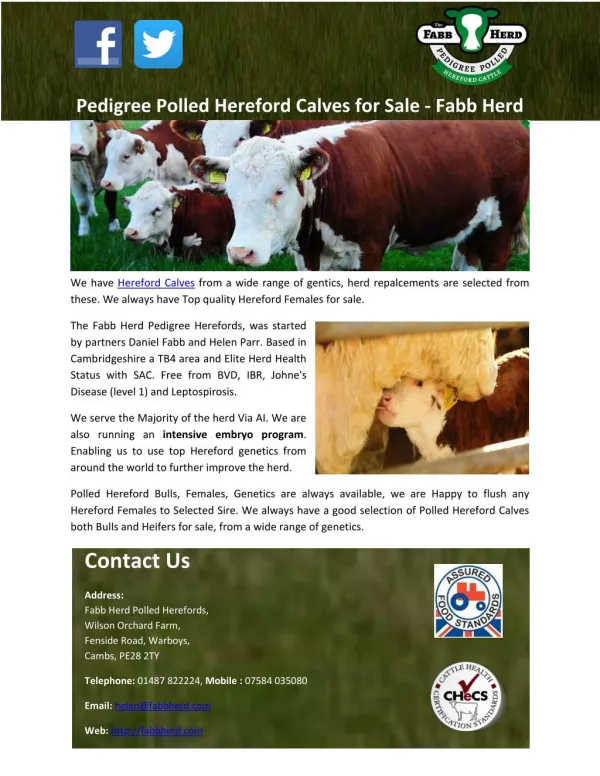 Pedigree Polled Hereford Calves for Sale - Fabb Herd