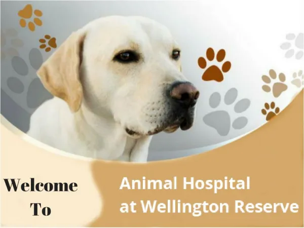 Emergencies Pet Veterinary Care