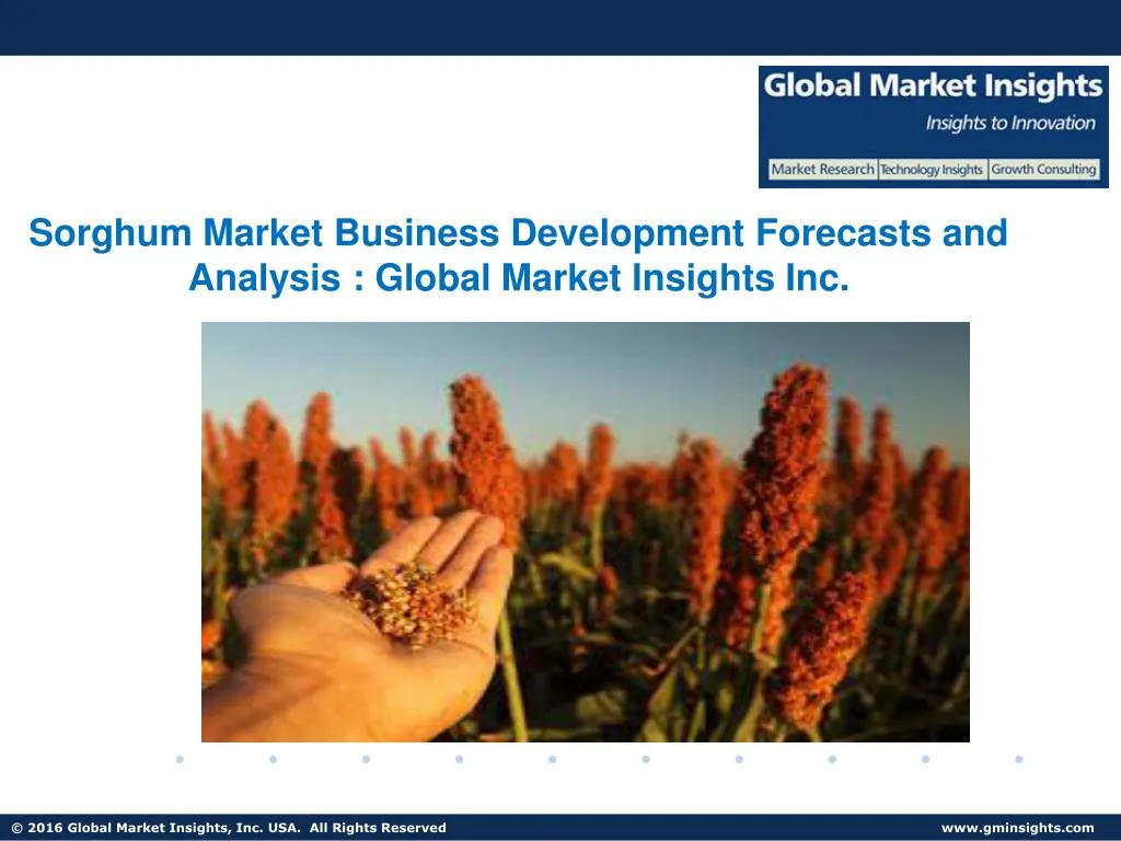 sorghum market business development forecasts