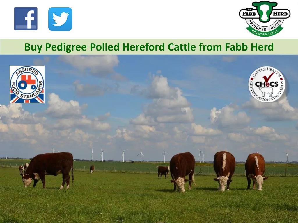 buy pedigree polled hereford cattle from fabb herd