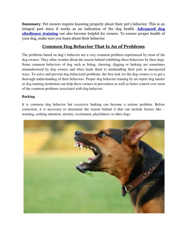 Dog Aggression Training Beverly Hills