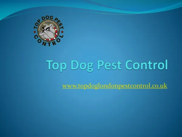 Top Dog Pest Control - Kensington Wasp Nest Removal