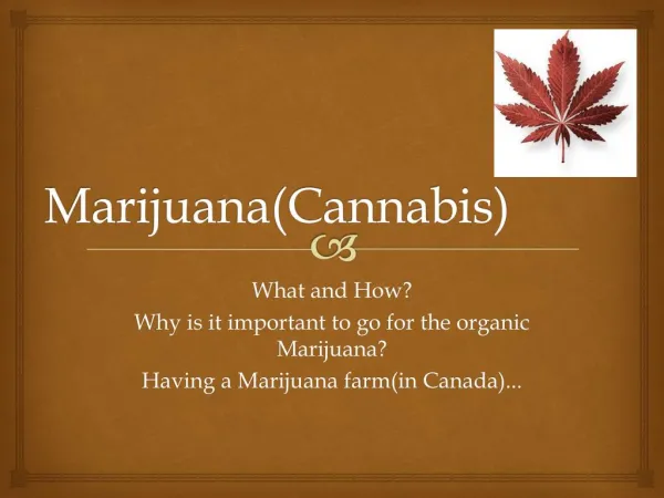 Organic marijuana(Cannabis) seeds in Canada - www.stonetoolseed.com