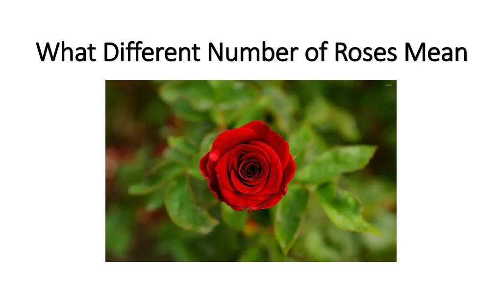what different number of roses mean